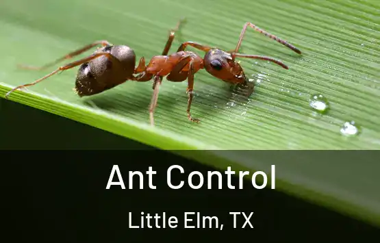  Ant Control Little Elm, TX