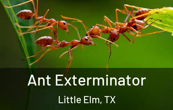  Ant Exterminator Little Elm, TX