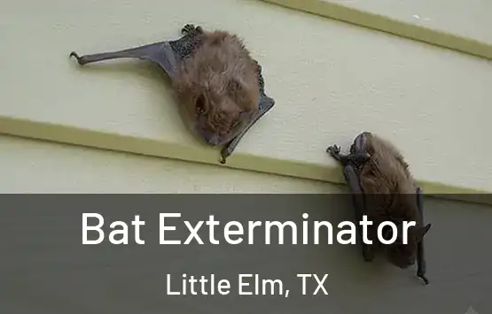  Bat Exterminator Little Elm, TX