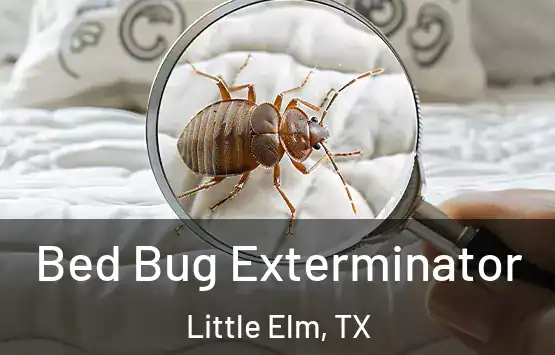  Bed Bug Exterminator Little Elm, TX
