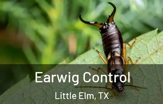  Earwig Control Little Elm, TX