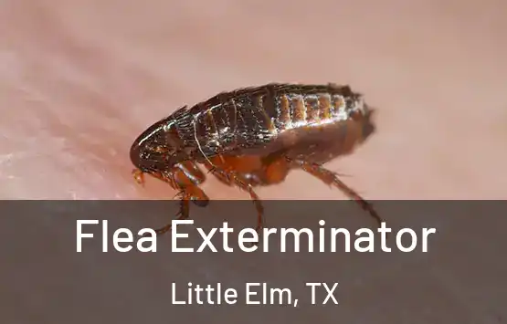  Flea Exterminator Little Elm, TX