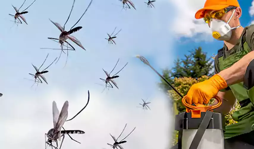 Mosquito Pest Control in Little Elm, TX