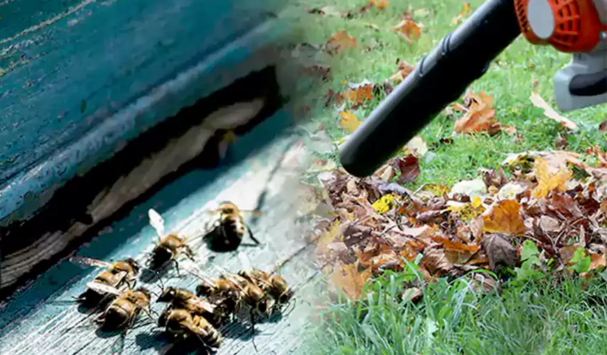 Wasps Pest Control Little Elm, TX