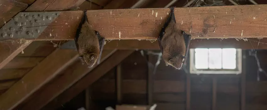 bat-exterminator in Little Elm, TX