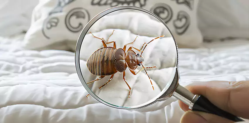 bed-bug-pest-control in Little Elm, TX
