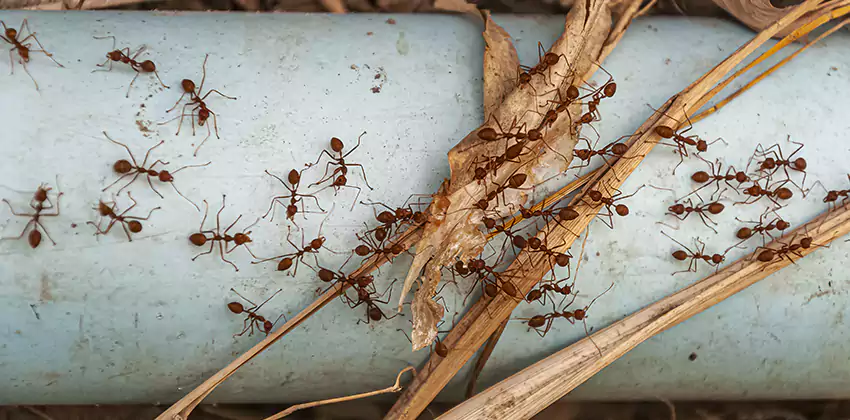 Fire Ant Extermination in Yards, Parks, and Outdoor Spaces Little Elm, TX