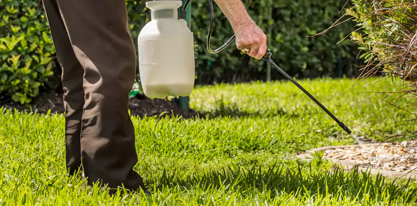 Grub Treatment for Bedrooms Little Elm, TX