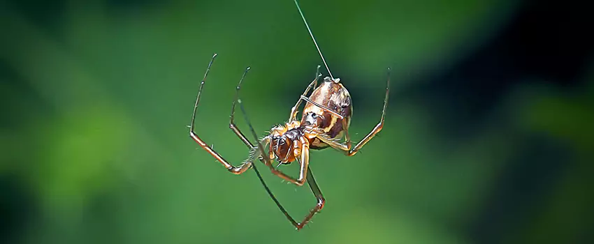 Spider and Mosquito Control Solutions Little Elm, TX