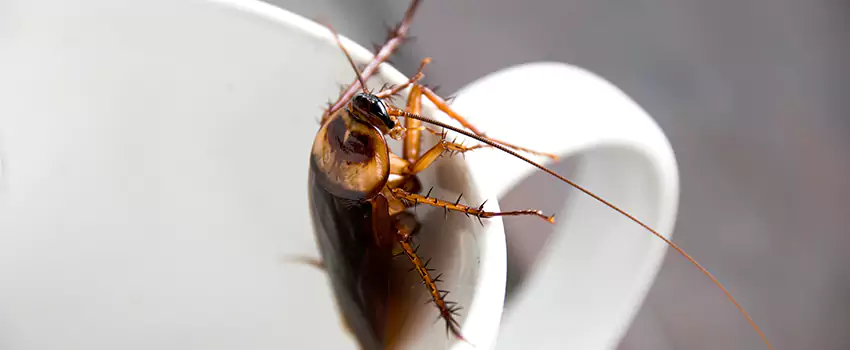 cockroach-pest-control in Little Elm, TX