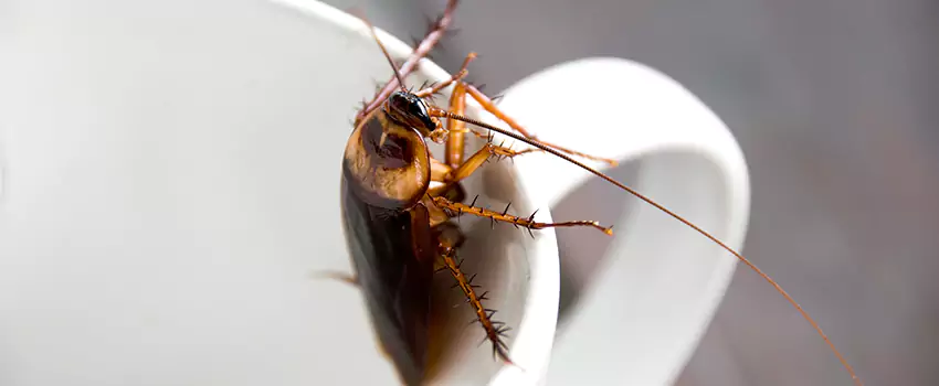 cockroach-treatment in Little Elm, TX