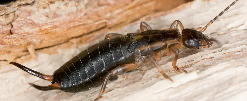 earwig-control in Little Elm, TX