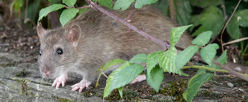 mice-control in Little Elm, TX