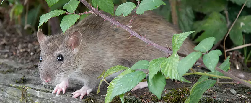 mouse-control in Little Elm, TX