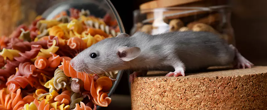 mouse-exterminator in Little Elm, TX