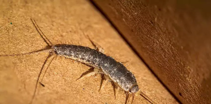 silverfish-control in Little Elm, TX