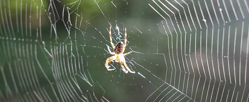 spider-pest-control in Little Elm, TX
