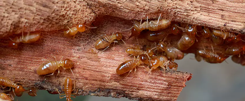 termite-treatment in Little Elm, TX