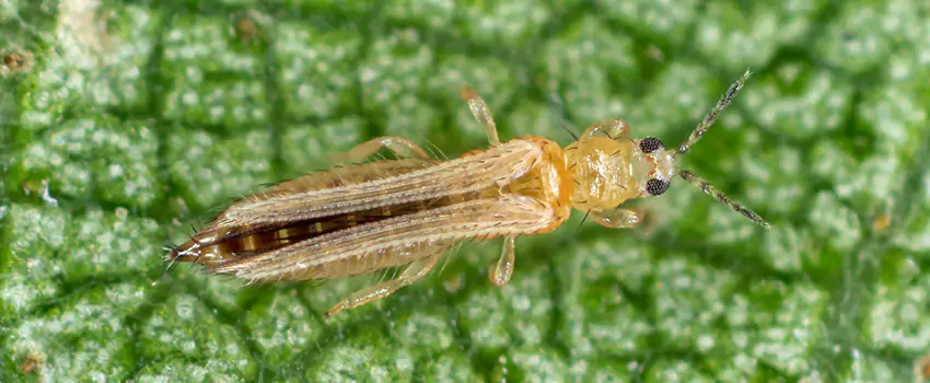 thrips-treatment in Little Elm, TX