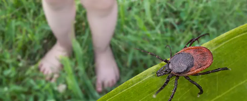 tick-treatment-for-yard in Little Elm, TX
