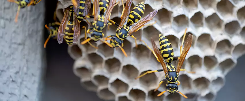 wasp-pest-control in Little Elm, TX