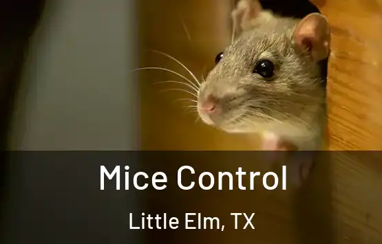  Mice Control Little Elm, TX