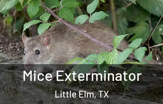  Mice Exterminator Little Elm, TX