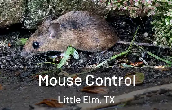  Mouse Control Little Elm, TX