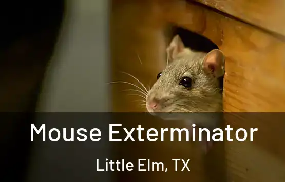  Mouse Exterminator Little Elm, TX