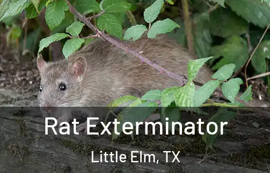  Rat Exterminator Little Elm, TX