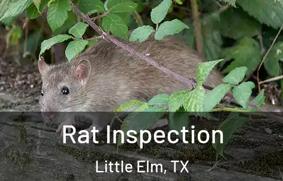 Rat Inspection Little Elm, TX