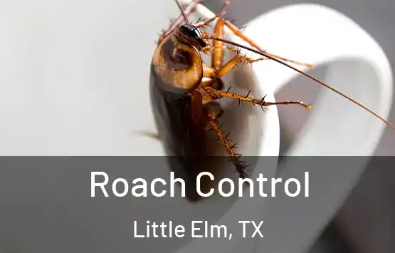  Roach Control Little Elm, TX