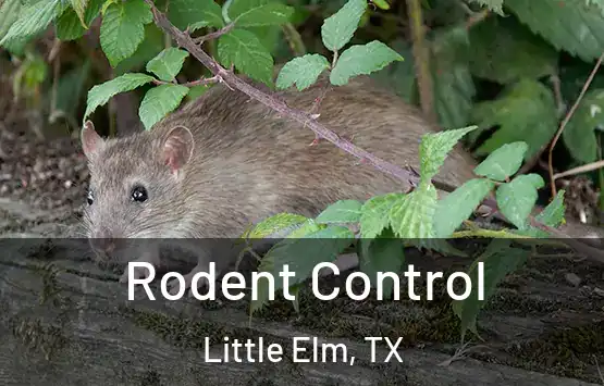  Rodent Control Little Elm, TX