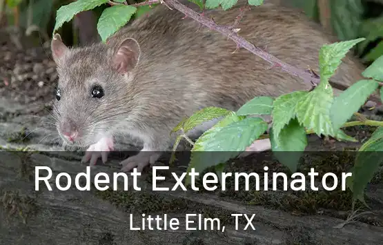 Rodent Exterminator Little Elm, TX