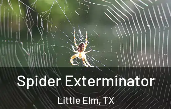  Spider Exterminator Little Elm, TX