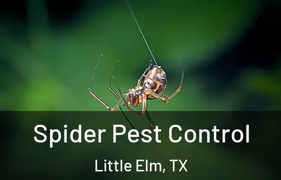  Spider Pest Control Little Elm, TX