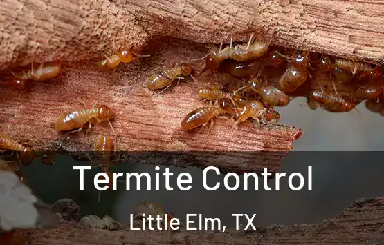  Termite Control Little Elm, TX