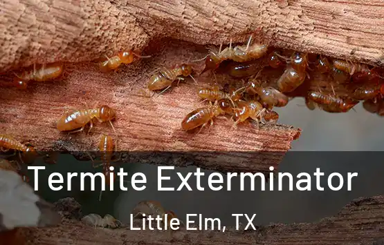  Termite Exterminator Little Elm, TX