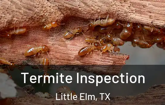  Termite Inspection Little Elm, TX