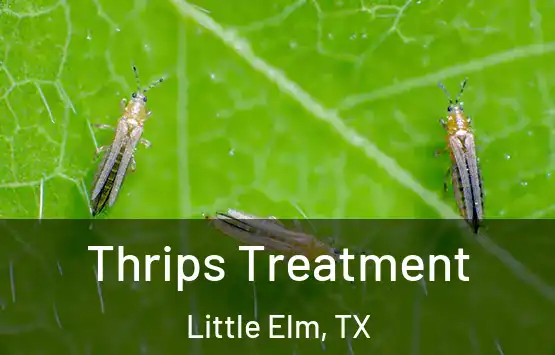  Thrips Treatment Little Elm, TX