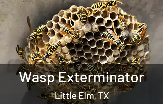  Wasp Exterminator Little Elm, TX