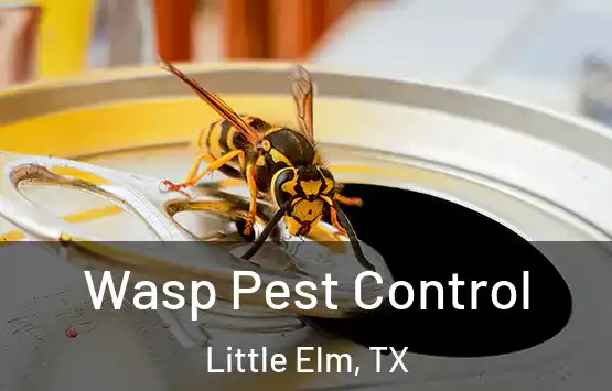  Wasp Pest Control Little Elm, TX
