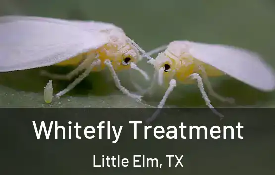  Whitefly Treatment Little Elm, TX