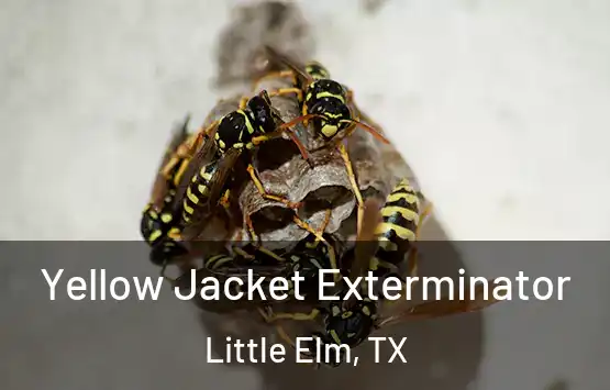  Yellow Jacket Exterminator Little Elm, TX